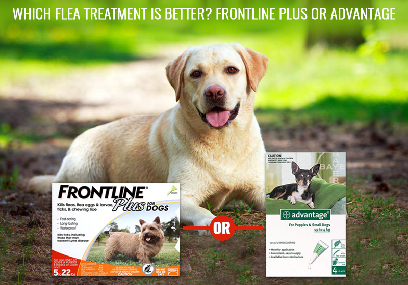 Which Flea Treatment Is Better 