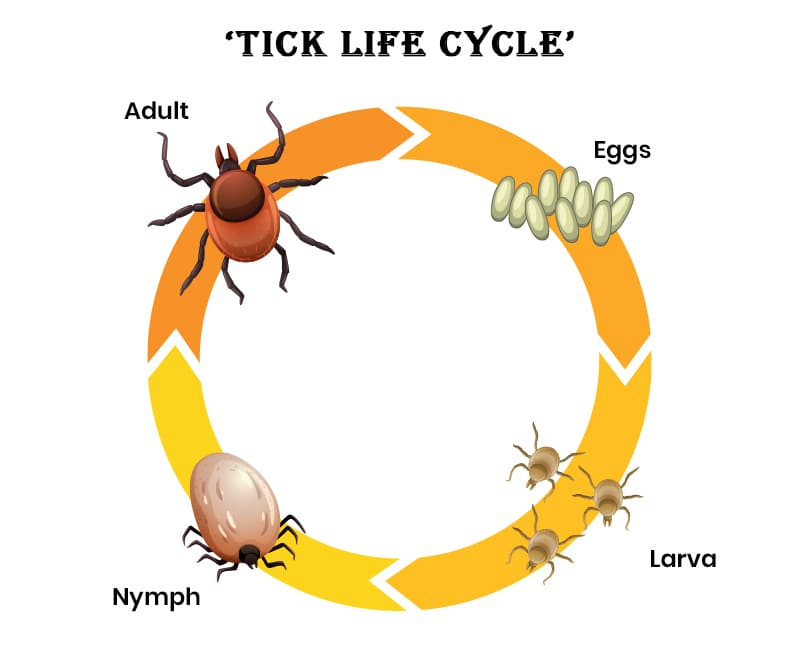 Tick Life Cycle